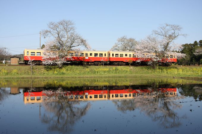 水鏡と桜と小湊鐵道のコラボレーション…飯給駅