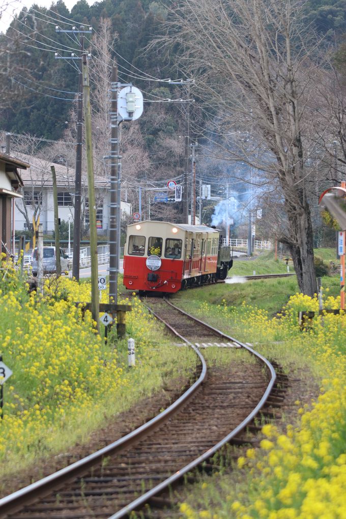 �����c���̉������؂̉Ԃ��ʂ�I�c��i�|�C���g�͗{�V�k�J�w�߂�