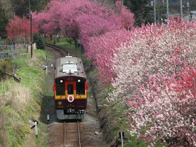 渡良瀬川に沿って桜と花桃の桃源郷へ〜わたらせ渓谷鐵道乗り撮り歩き