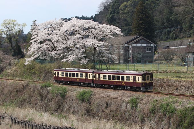 渡良瀬川に沿って桜と花桃の桃源郷へ わたらせ渓谷鐵道乗り撮り歩き 群馬県 Lineトラベルjp 旅行ガイド