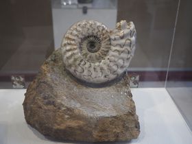 太古の昔へ思い馳せ「伊豆アンモナイト博物館」で化石発掘体験