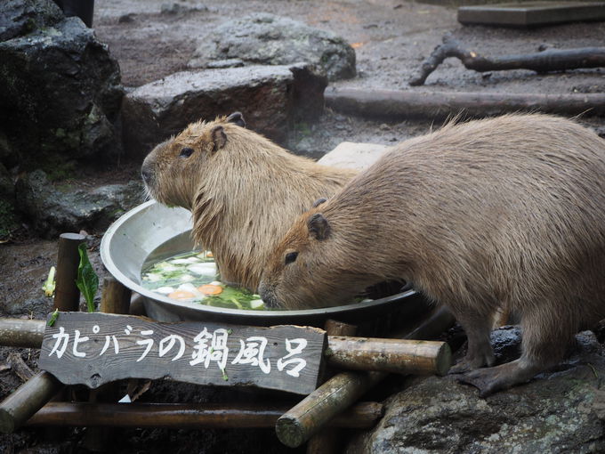 uς蓒v