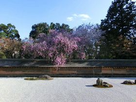京都のおすすめの桜・龍安寺をご紹介！大混雑でも枝垂れ桜が綺麗に撮影できるワケは…