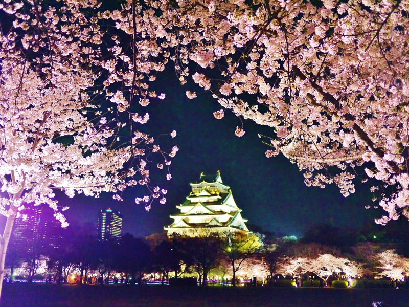 大阪城で満開の夜桜を！「大阪城お花見・夜桜イルミナージュ」