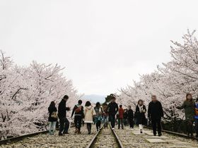 京都の桜は平安神宮周辺がおすすめ！蹴上インクライン・十石舟を楽しむのんびりお花見