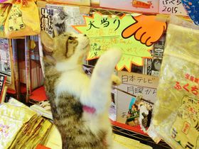 宝当神社（唐津･高島）にはジャンボ宝くじ当選を呼ぶリアル招き猫がいる