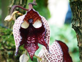 ���ꂪ��!?�����炿�̃_�[�X�E�x�C�_�[�����s�{���A�����ɏo���̋L���T���l�C��