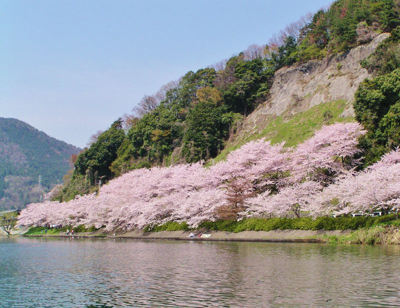 琵琶湖・海津大崎の桜並木とロテル・デュ・ラクのヴィラステイ