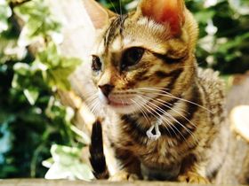 �u���s�Ђ傤�L�̐X�v�q���E���̃x���K���l�R�����Ƃ߂���߂�30���̋L���T���l�C��