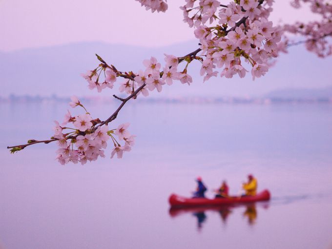 琵琶湖岸に桜のトンネル「海津大崎」