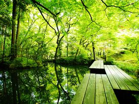 ���s�͐��݂��̋G�߂��������߁I�V�΂̓�T���V�����͌���X�|�b�g�̋L���T���l�C��