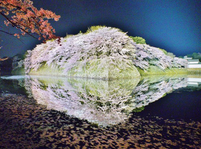 年の彦根城の桜の見頃は お堀のライトアップも必見 滋賀県 Lineトラベルjp 旅行ガイド