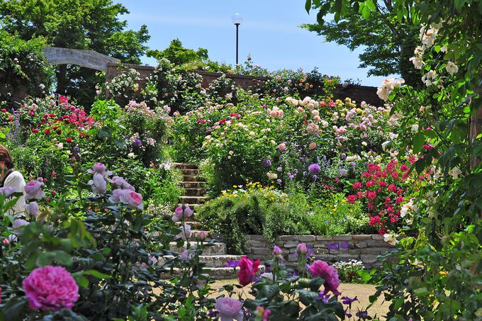 �A�J�I�n�[�u�����[�Y�K�[�f��