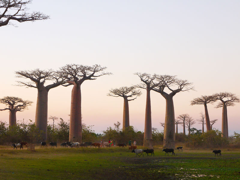 �}�_�K�X�J���̂������ߊό��X�|�b�g9�I �o�I�o�u�̖؂��t�ł��i