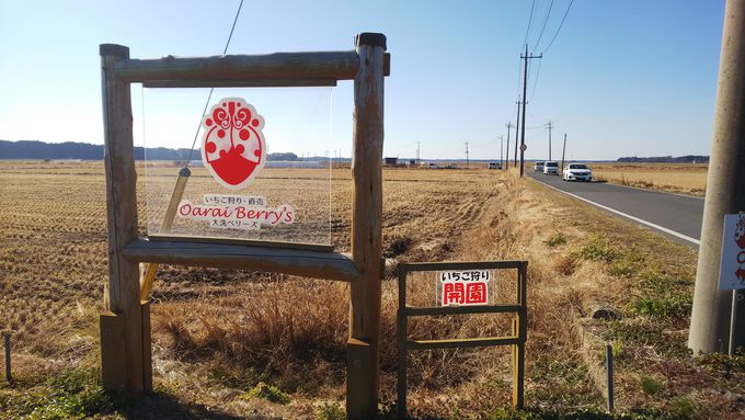 いばらキッスも食べられる 茨城県いちご狩り 大洗ベリーズ 茨城県 トラベルjp 旅行ガイド