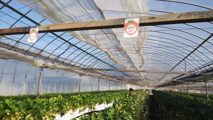 いばらキッスも食べられる 茨城県いちご狩り 大洗ベリーズ 茨城県 トラベルjp 旅行ガイド