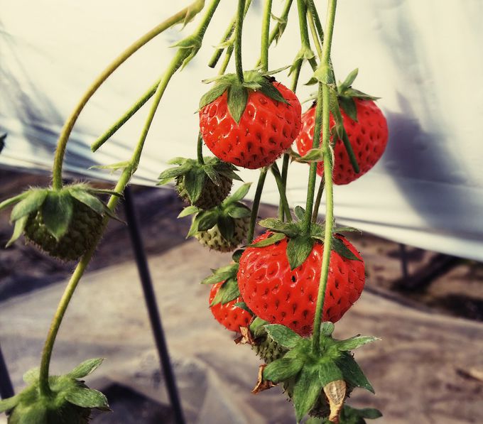 いばらキッスも食べられる 茨城県いちご狩り 大洗ベリーズ 茨城県 トラベルjp 旅行ガイド