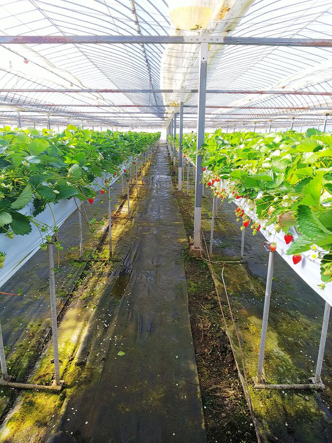 いばらキッスも食べられる 茨城県いちご狩り 大洗ベリーズ 茨城県 トラベルjp 旅行ガイド