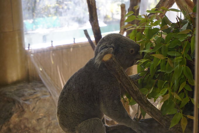 人気動物から希少動物まで 森の動物園 横浜 金沢動物園 神奈川県 Lineトラベルjp 旅行ガイド