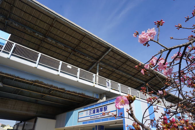 駅から1km続く、早咲き河津桜の桜並木