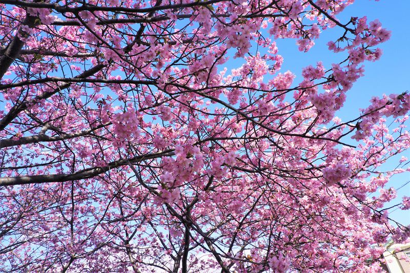 春を先取り！早春を鮮やかな春色に彩る三浦海岸の河津桜