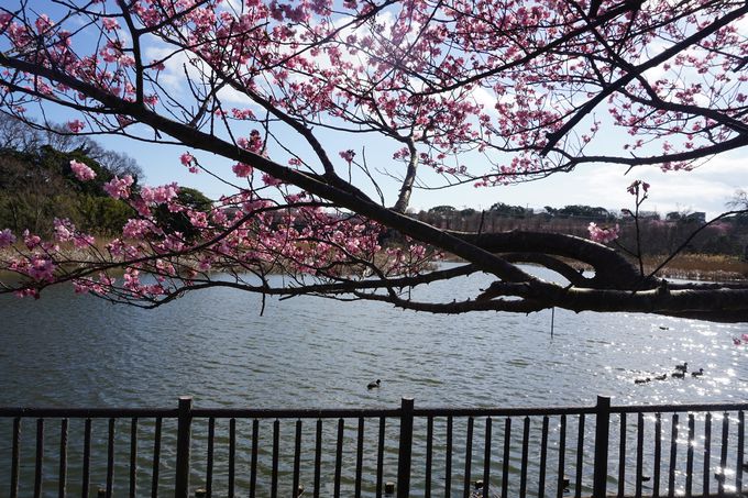 河津桜は渡り鳥の飛来地「小松ヶ池公園」でも！