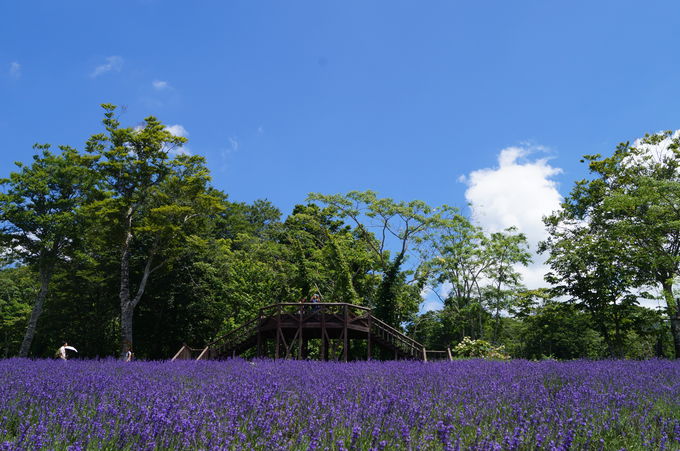 首都圏から２時間！関東最大級５万株のラベンダーが咲く紫の楽園