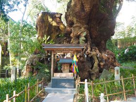 熱海「來宮神社」の大楠パワーでご利益倍増する方法を伝授！