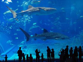 雨の日もOK♪沖縄  人気No.1観光スポット「美ら海水族館」