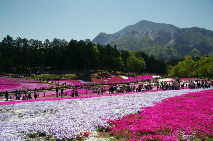 2．ピンクの絶景が凄まじい！ダイナミックな芝桜の絨毯「羊山公園」（埼玉）