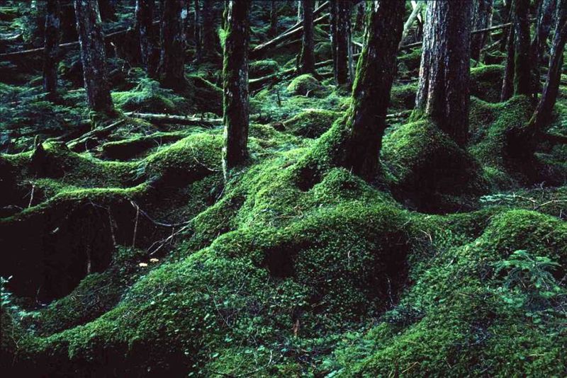 写真 ジブリ もののけ姫 の世界がここに 緑色に輝く神秘の森 長野 苔の森 Lineトラベルjp 旅行ガイド