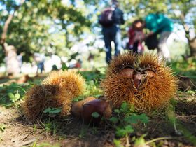 �I�̒��g���z�{�h�Ńp�N���ƐH�ו����I�I�E���E�Ԃǂ������͂ƃo�X�Ŗ��i�̋L���T���l�C��