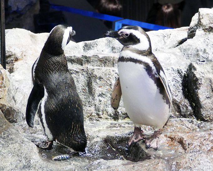 「すみだ水族館」公式ガイドブックにもなった、恋するペンギンの恋愛事情