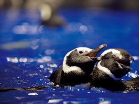 まるで昼ドラ！すみだ水族館の“恋するペンギン”が巻き起こす事件が面白い！