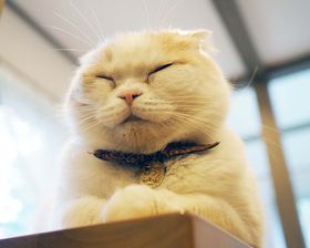 ����c�������I���n�u�v�`�z�e�� �A�j�X�K�[�f���v�̃��t�L ��g����ɖ���!!�̋L���T���l�C��