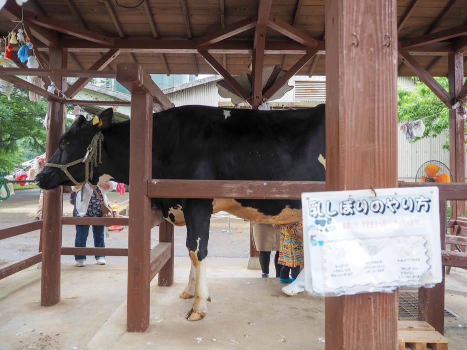 雨の日も無料でできる。牛の乳搾り教室