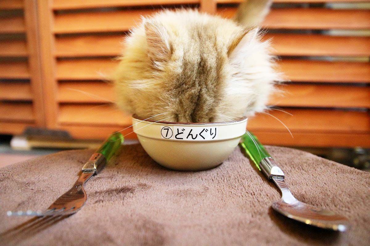 東京 猫スポット ６選 おすすめ猫カフェ かわいいネコ雑貨はココ 東京都 トラベルjp 旅行ガイド