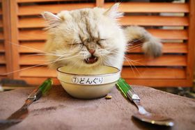 �����u�L�X�|�b�g�v�U�I�I�������ߔL�J�t�F�����킢���l�R�G�݂̓R�R�̋L���T���l�C��