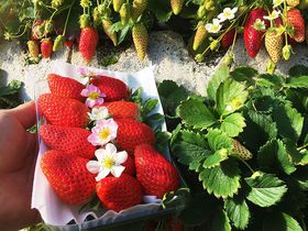 {͔̂|˂̒nAÉugvK˂āI̋LTlC