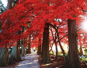 MB݂̔Iu~vSɋNȍgtgl̋LTlC