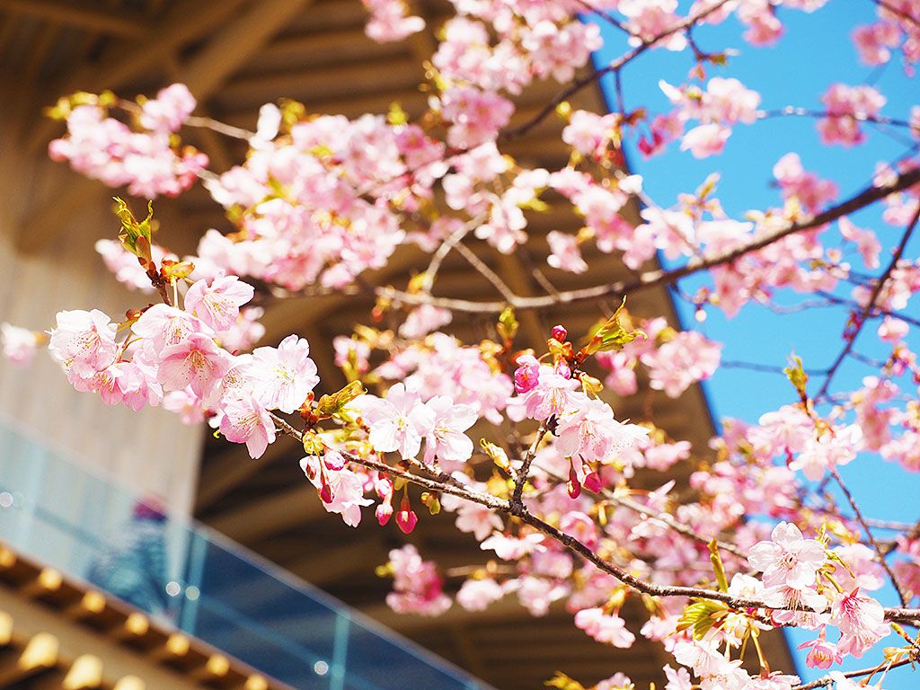 「日本平夢テラス」を季節ごとに楽しむには？