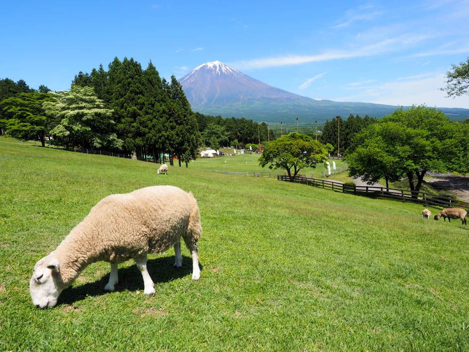富士山の麓にある、絶景牧場！