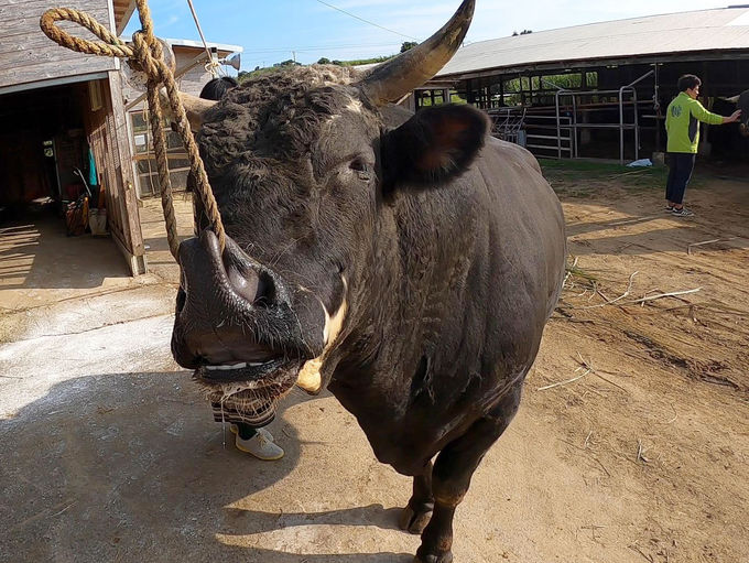 �v�킸���ł����Ȃ�s�v�c�ȑ���