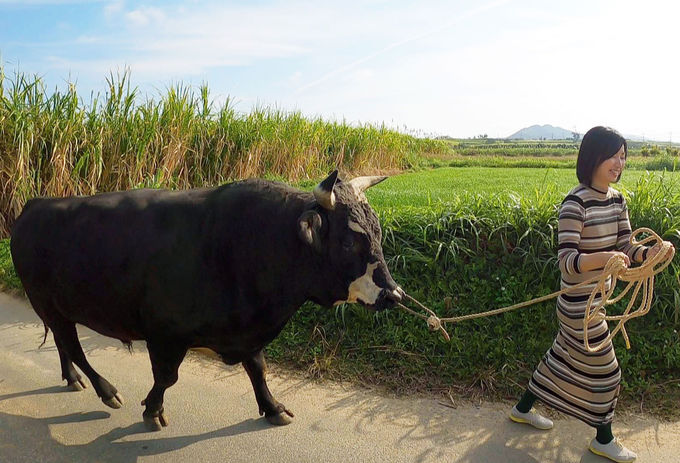 徳之島のちょっと可愛い闘牛に癒されたい！500年で初のふれあい体験 | 鹿児島県 | トラベルjp 旅行ガイド