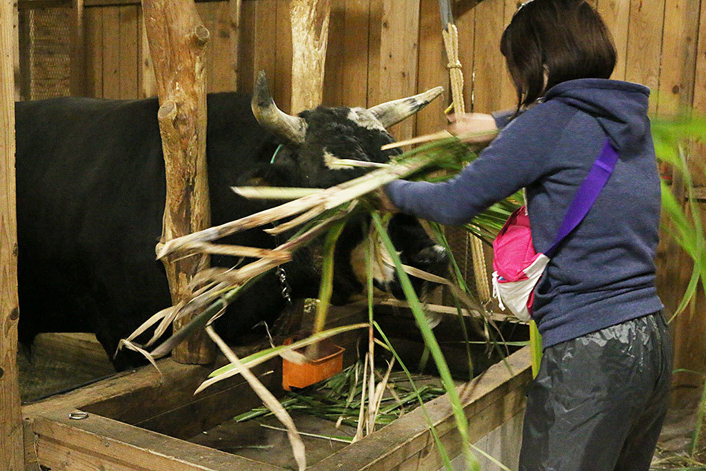 �������q�ɃI�X�X���̑̌��͂���I