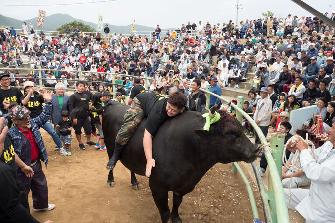 徳之島のちょっと可愛い闘牛に癒されたい！500年で初のふれあい体験 | 鹿児島県 | トラベルjp 旅行ガイド