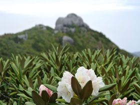 登山者だけが分かる屋久島の魅力！九州最高峰・宮之浦岳縦走のノウハウ