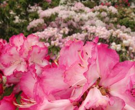 �����{�ő勉��2���{�̉Ԃ������I�啪����R���Ⴍ�Ȃ����̋L���T���l�C��