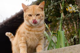 ���E���F�߂��n�[�g�^�̃l�R�̊y���I�������u�����v�̋L���T���l�C��