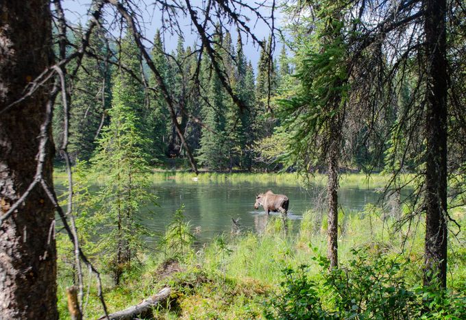 쐶IuHorseshoe Lake Trailv